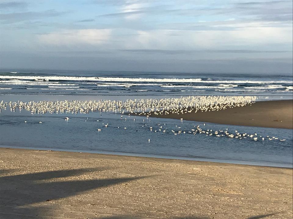 Webb'S Scenic Surf Hotel Cannon Beach Exterior foto